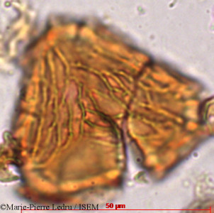 Cyathea spinulosa - lame n° 81329