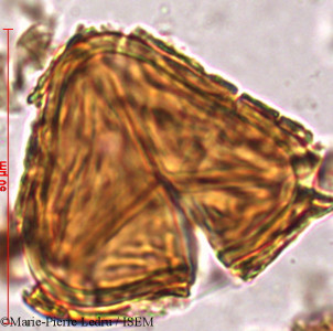 Cyathea spinulosa - lame n° 81329