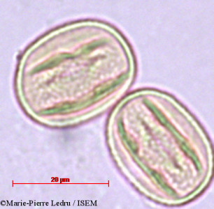 Marie-Pierre.Ledru/Dendrolobium_umbellatum_2815/Dendrolobium_umbellatum_2815_0001(copy)_thumb.jpg