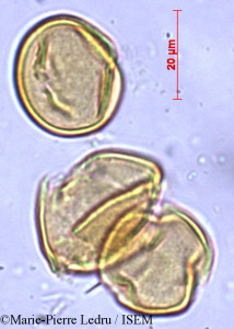 Marie-Pierre.Ledru/Derris_trifoliata_21381/Derris_trifoliata_21381_0001(copy)_thumb.jpg