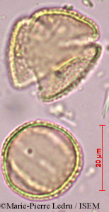 Marie-Pierre.Ledru/Dillenia_monantha_17275/Dillenia_monantha_17275_0001(copy)_thumb.jpg