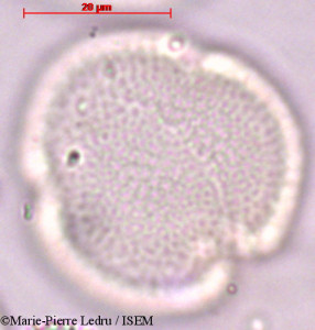 Marie-Pierre.Ledru/Dillenia_triquetra_35174/Dillenia_triquetra_35174_0001(copy)_thumb.jpg