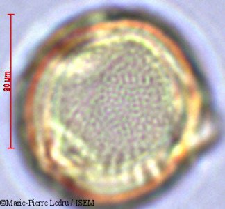 Dodonaea viscosa - lame n° 28820