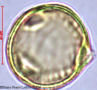 Dodonaea viscosa - lame n° 28820