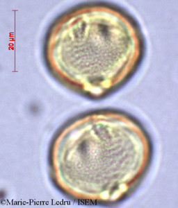 Dodonaea viscosa - lame n° 28820