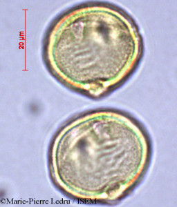 Dodonaea viscosa - lame n° 28820