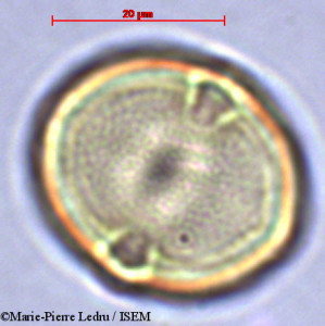 Dodonaea viscosa - lame n° 28820