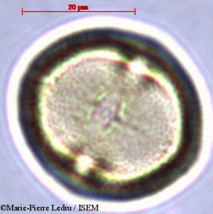 Dodonaea viscosa - lame n° 28820