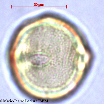 Marie-Pierre.Ledru/Dodonaea_viscosa_28820/Dodonaea_viscosa_28820_0007(copy).jpg