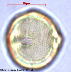 Dodonaea viscosa - lame n° 28820