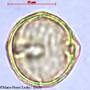 Dodonaea viscosa - lame n° 28820