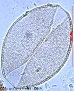 Dracaena reflexa - lame n° 1259