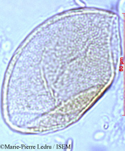 Dracaena reflexa - lame n° 1259