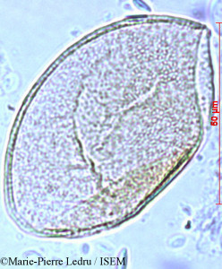 Dracaena reflexa - lame n° 1259