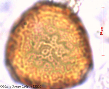 Erythrina variegata - lame n° 40677