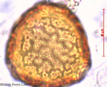 Erythrina variegata - lame n° 40677