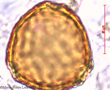 Erythrina variegata - lame n° 40677