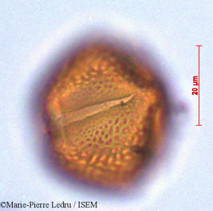 Marie-Pierre.Ledru/Erythroxylum_sideroxyloides_29253/Erythroxylum_sideroxyloides_29253_0001(copy)_thumb.jpg