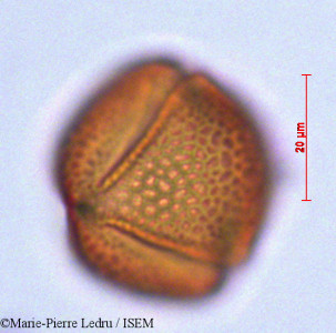 Erythroxylum sideroxyloides - lame n° 29253
