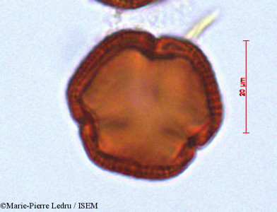 Erythroxylum sideroxyloides - lame n° 29253