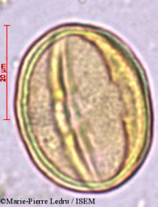 Marie-Pierre.Ledru/Excoecaria_philippinensis_11989/Excoecaria_philippinensis_11989_0001(copy)_thumb.jpg