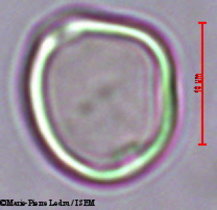 Ficus retusa - lame n° 16159