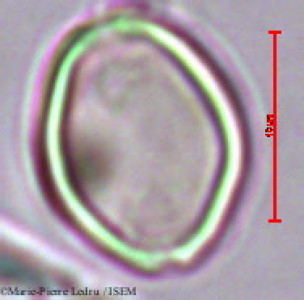 Ficus retusa - lame n° 16159