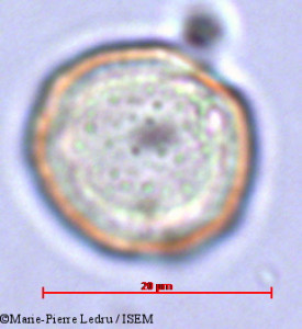 Marie-Pierre.Ledru/Grisollea_thomassetii_23261/Grisollea_thomassetii_23261_0001(copy)_thumb.jpg