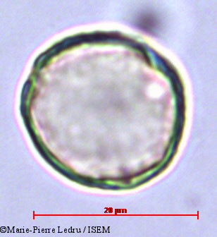 Marie-Pierre.Ledru/Grisollea_thomassetii_23261/Grisollea_thomassetii_23261_0002(copy).jpg