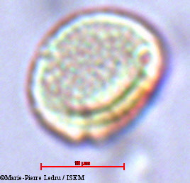 Marie-Pierre.Ledru/Grisollea_thomassetii_23261/Grisollea_thomassetii_23261_0003(copy).jpg