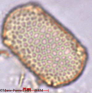 Marie-Pierre.Ledru/Impatiens_venusta_2700/Impatiens_venusta_2700_0001(copy)_thumb.jpg
