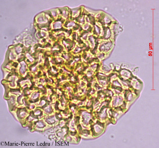 Intsia bijuga - lame n° 26845