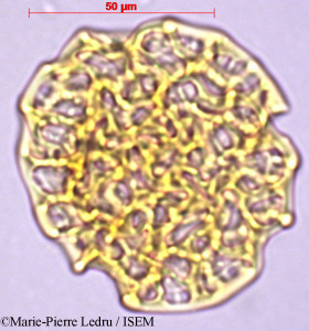 Intsia bijuga - lame n° 26845