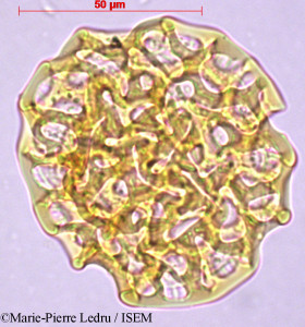 Intsia bijuga - lame n° 26845