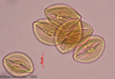 Ixora grandifolia - lame n° 27992