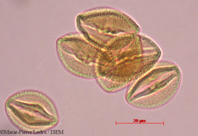 Ixora grandifolia - lame n° 27992