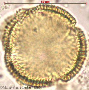 Jasminum flexile - lame n° 3972