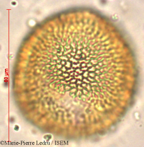 Jasminum flexile - lame n° 3972