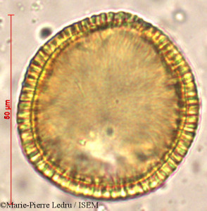 Jasminum flexile - lame n° 3972