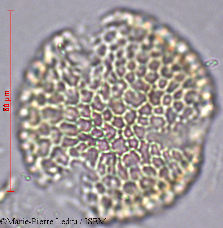 Marie-Pierre.Ledru/Jasminum_flexile_9198/Jasminum_flexile_9198_0001(copy).jpg