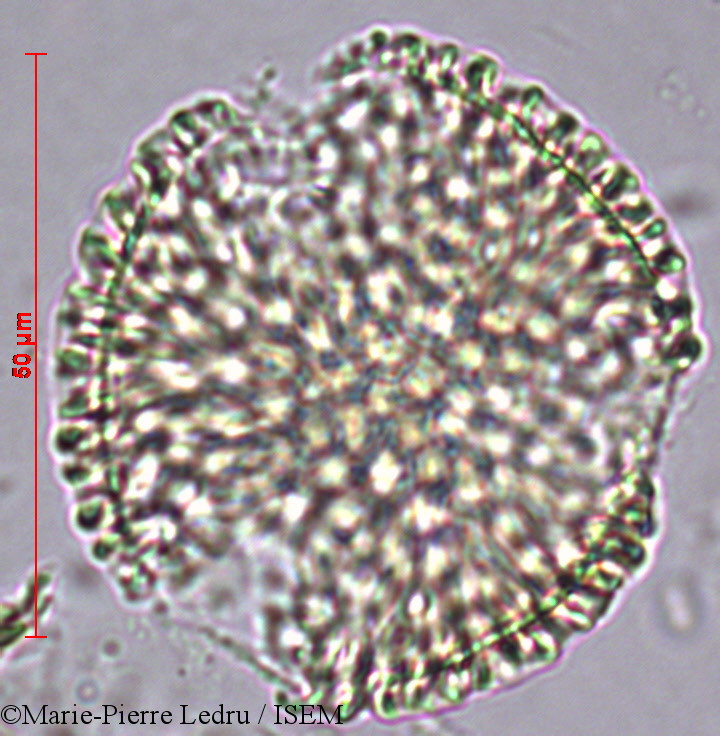 Marie-Pierre.Ledru/Jasminum_flexile_9198/Jasminum_flexile_9198_0002(copy).jpg