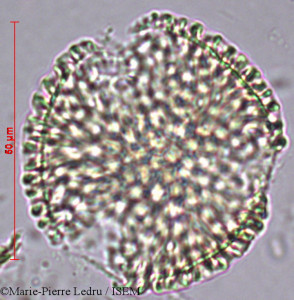 Jasminum flexile - lame n° 9198