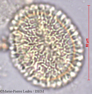 Jasminum flexile - lame n° 9198