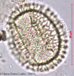 Jasminum flexile - lame n° 9198