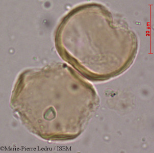 Licania incana - lame n° 39325