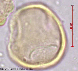 Licania incana - lame n° 39325