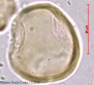 Licania incana - lame n° 39325
