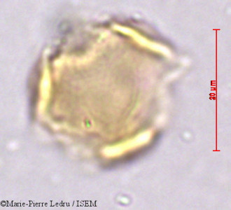 Licania incana - lame n° 39325