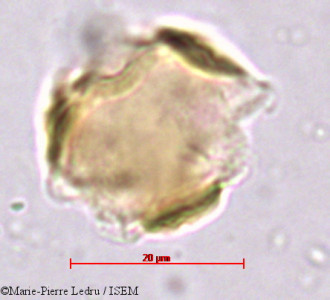 Licania incana - lame n° 39325