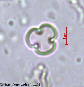 Medusandra richardsiana - lame n° 22940